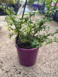 Finger Lime 'Torakina Pink' (QLD ONLY) - Ladybird Nursery