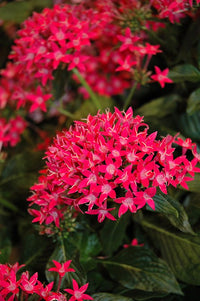 Pentas Starcluster Rose - Ladybird Nursery