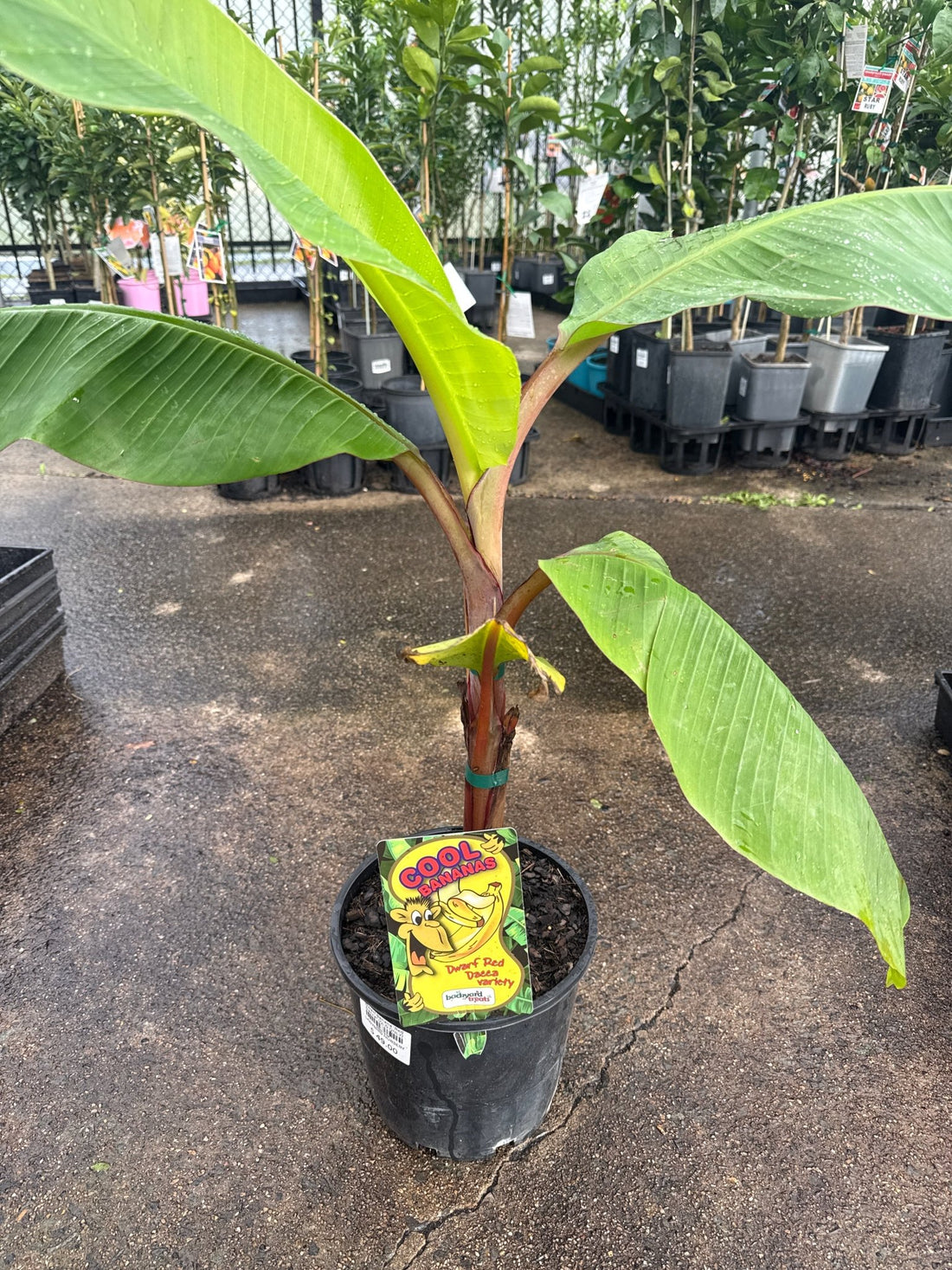 Dwarf Banana 'Red Dacca' (QLD ONLY) - Ladybird Nursery