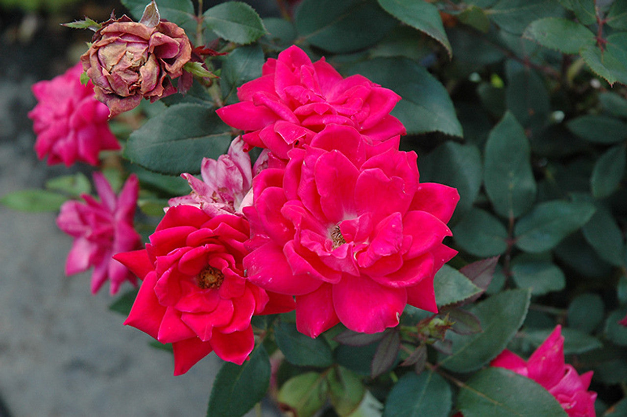 Rose RADTKO Double Pink Knockout® (Rosa)