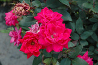Rose Double Pink Knockout® 200mm pot - Ladybird Nursery