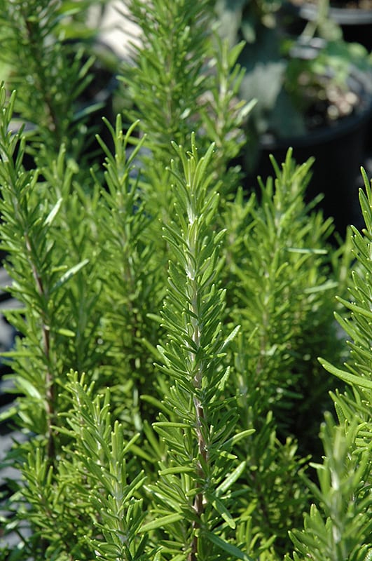 Rosemary Salem (Rosmarinus officinalis)