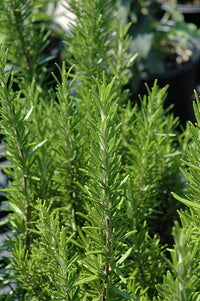 Rosemary Salem (Rosmarinus officinalis)