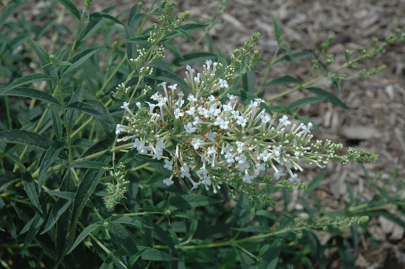 Butterfly Bush Snow White (Buddleja davidii) - Ladybird Nursery