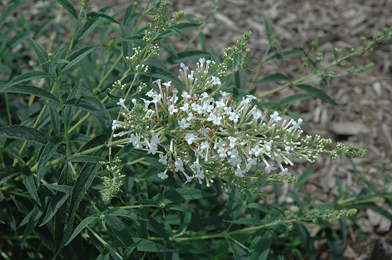 Butterfly Bush Snow White (Buddleja davidii)