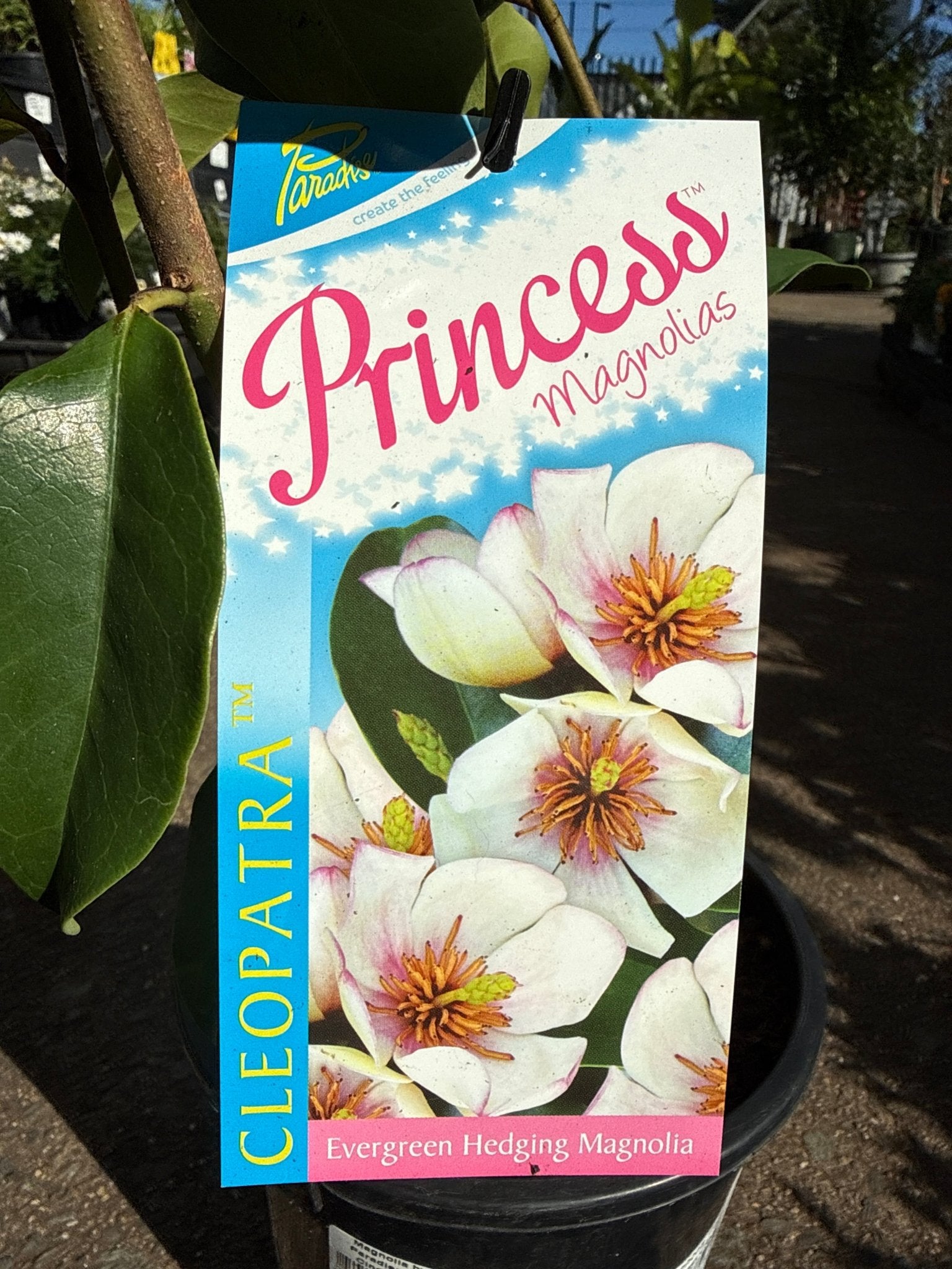 Magnolia 'Paradise Princess Cleopatra' - Ladybird Nursery
