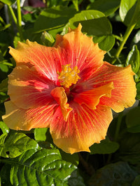 Hibiscus 'Flamenco™ Double Apollo' - Ladybird Nursery