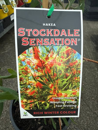 Hakea 'Stockdale Sensation' LARGE (Hakea laurina) - Ladybird Nursery