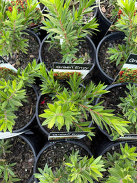 Green Envy (Callistemon viminalis) - Ladybird Nursery