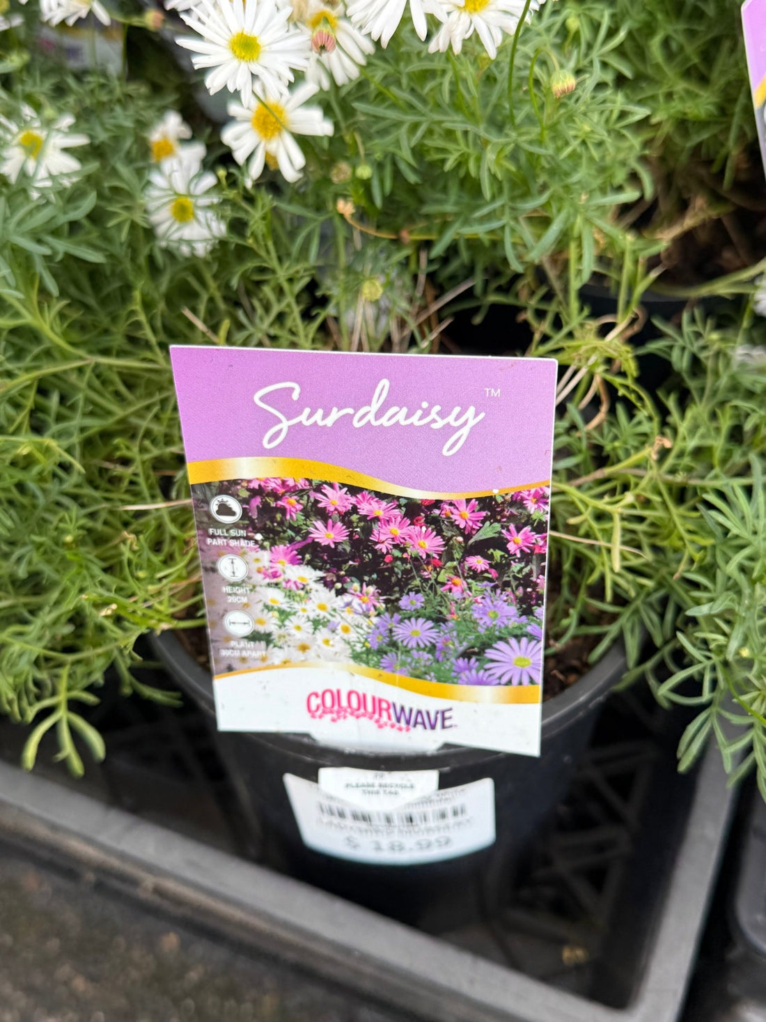 Cut-leaf Daisy 'Surdaisy White' (Brachyscome multifida) - Ladybird Nursery