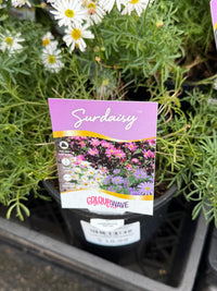 Cut-leaf Daisy 'Surdaisy White' (Brachyscome multifida) - Ladybird Nursery