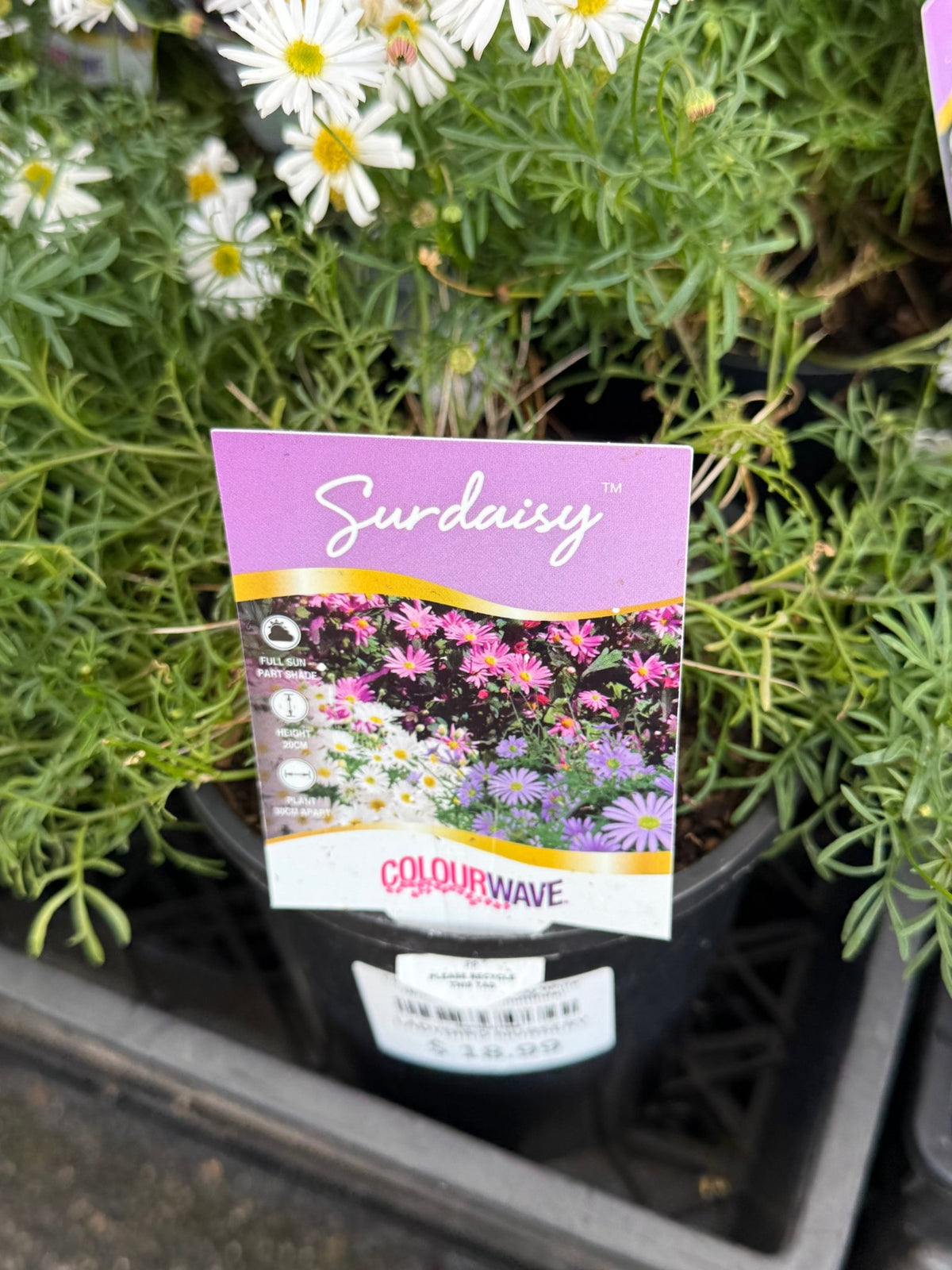 Cut-leaf Daisy 'Surdaisy White' (Brachyscome multifida) - Ladybird Nursery