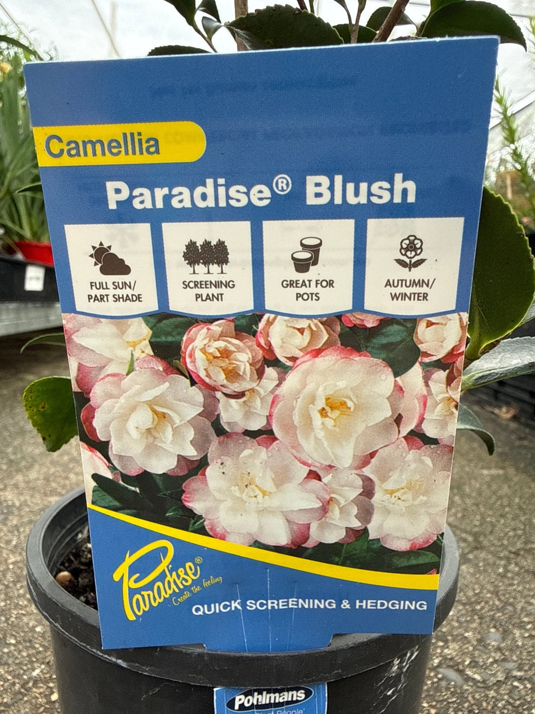 Camellia 'Paradise Blush' (Camellia sasanqua) - Ladybird Nursery