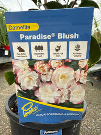 Camellia 'Paradise Blush' (Camellia sasanqua) - Ladybird Nursery