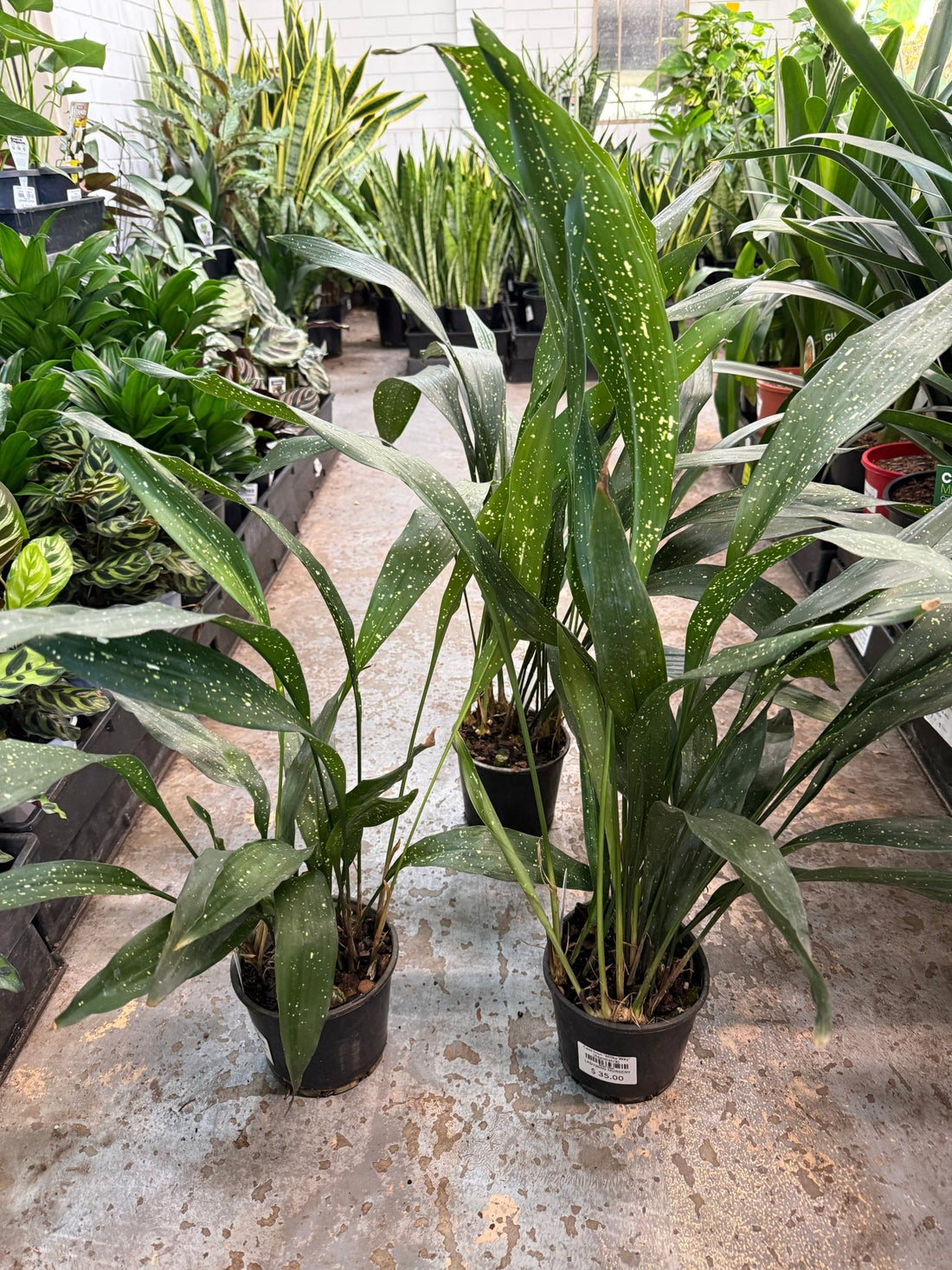 Cast Iron 'Milky Way' (Aspidistra) - Ladybird Nursery