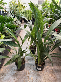 Cast Iron 'Milky Way' (Aspidistra) - Ladybird Nursery