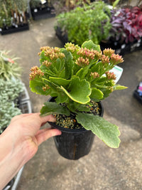 Kalanchoe 'Rudak' (Kalanchoe calandiva) - Ladybird Nursery