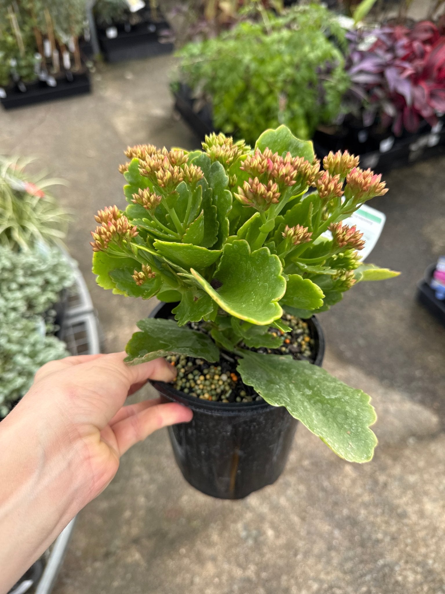 Kalanchoe 'Rudak' (Kalanchoe calandiva) - Ladybird Nursery