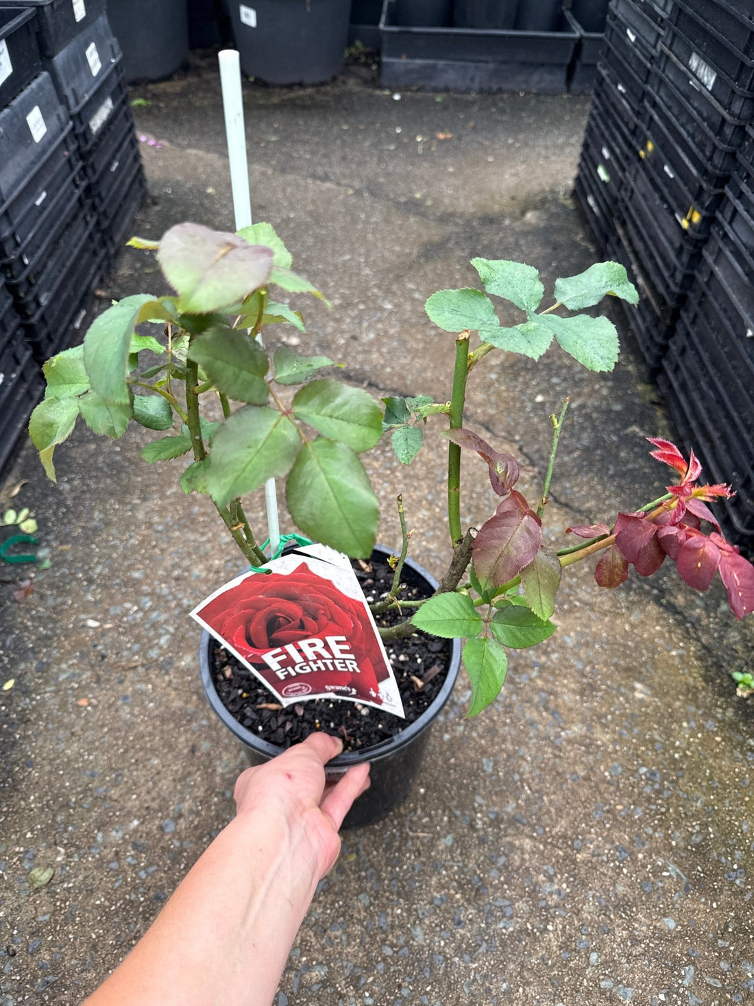 Rose 'Firefighter' - Ladybird Nursery