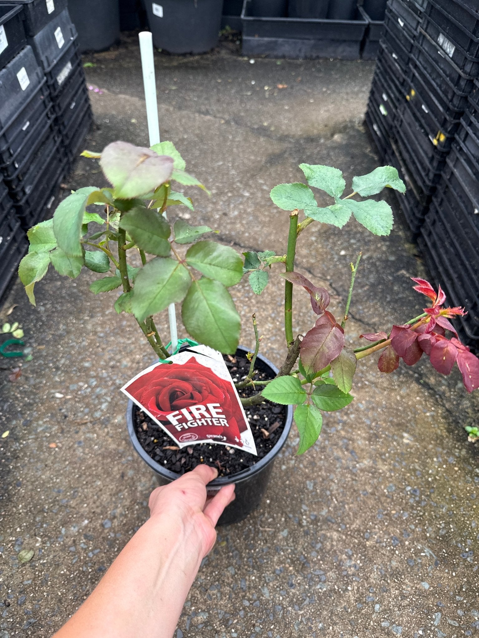 Rose 'Firefighter' - Ladybird Nursery