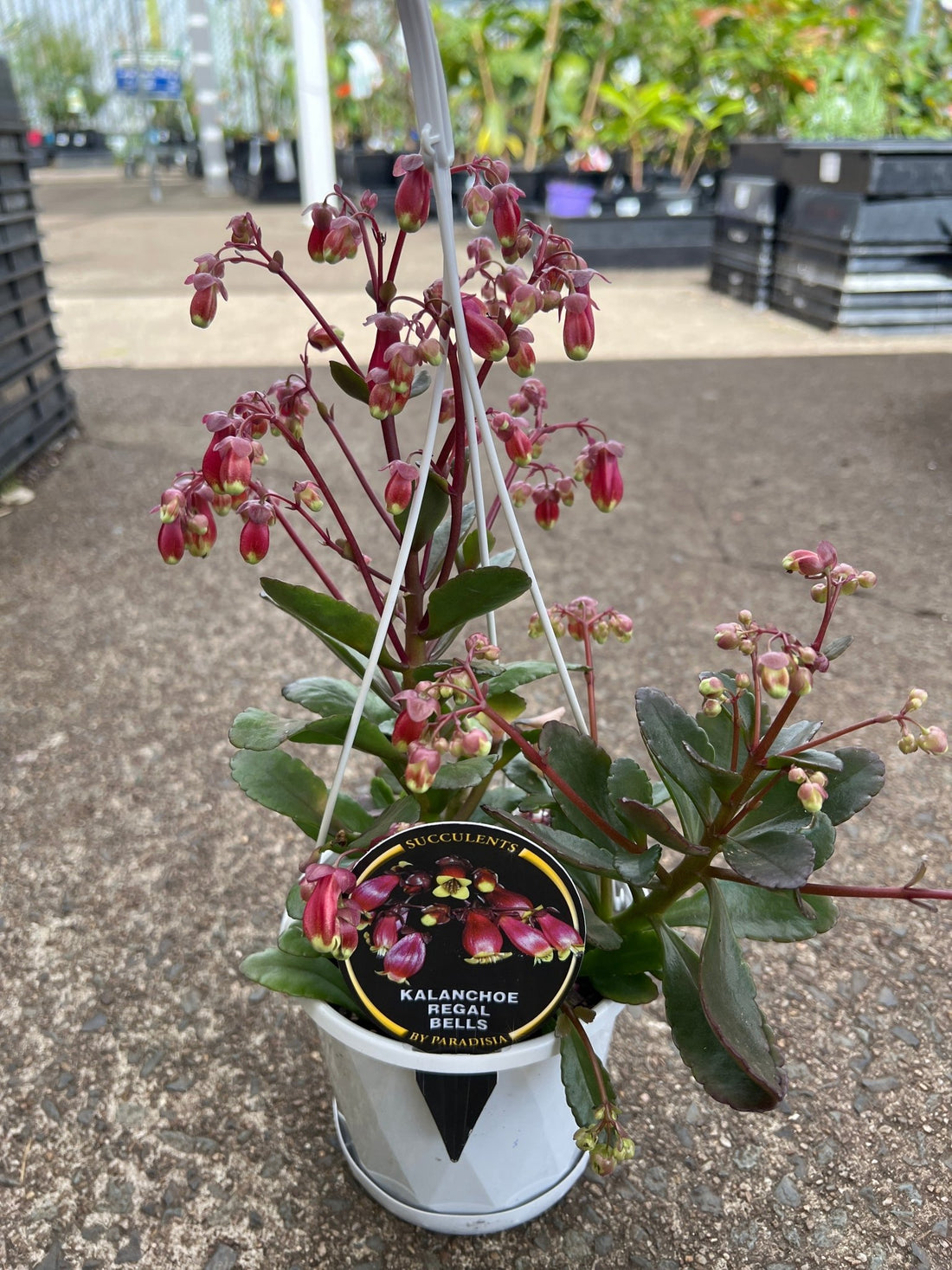 Kalanchoe 'Regal Bells' Hanger - Ladybird Nursery