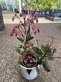 Kalanchoe 'Regal Bells' Hanger - Ladybird Nursery