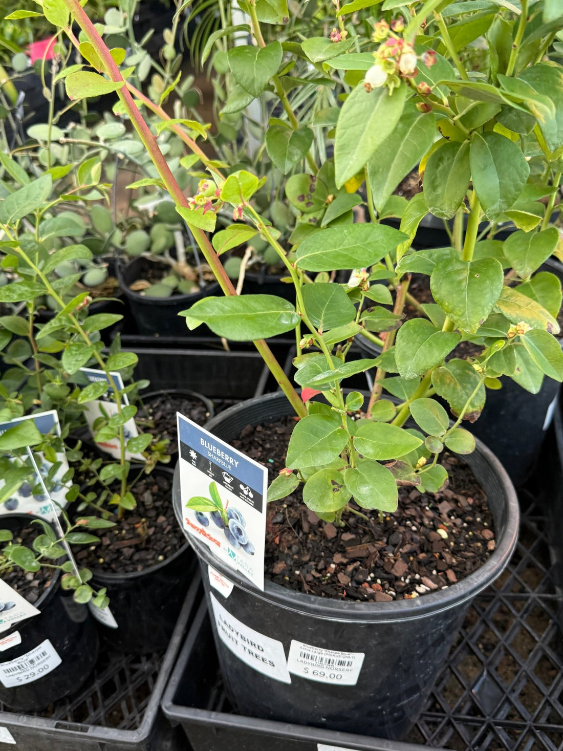 Blueberry 'Sharpe Blue' - Extra Large (PICKUP ONLY) - Ladybird Nursery