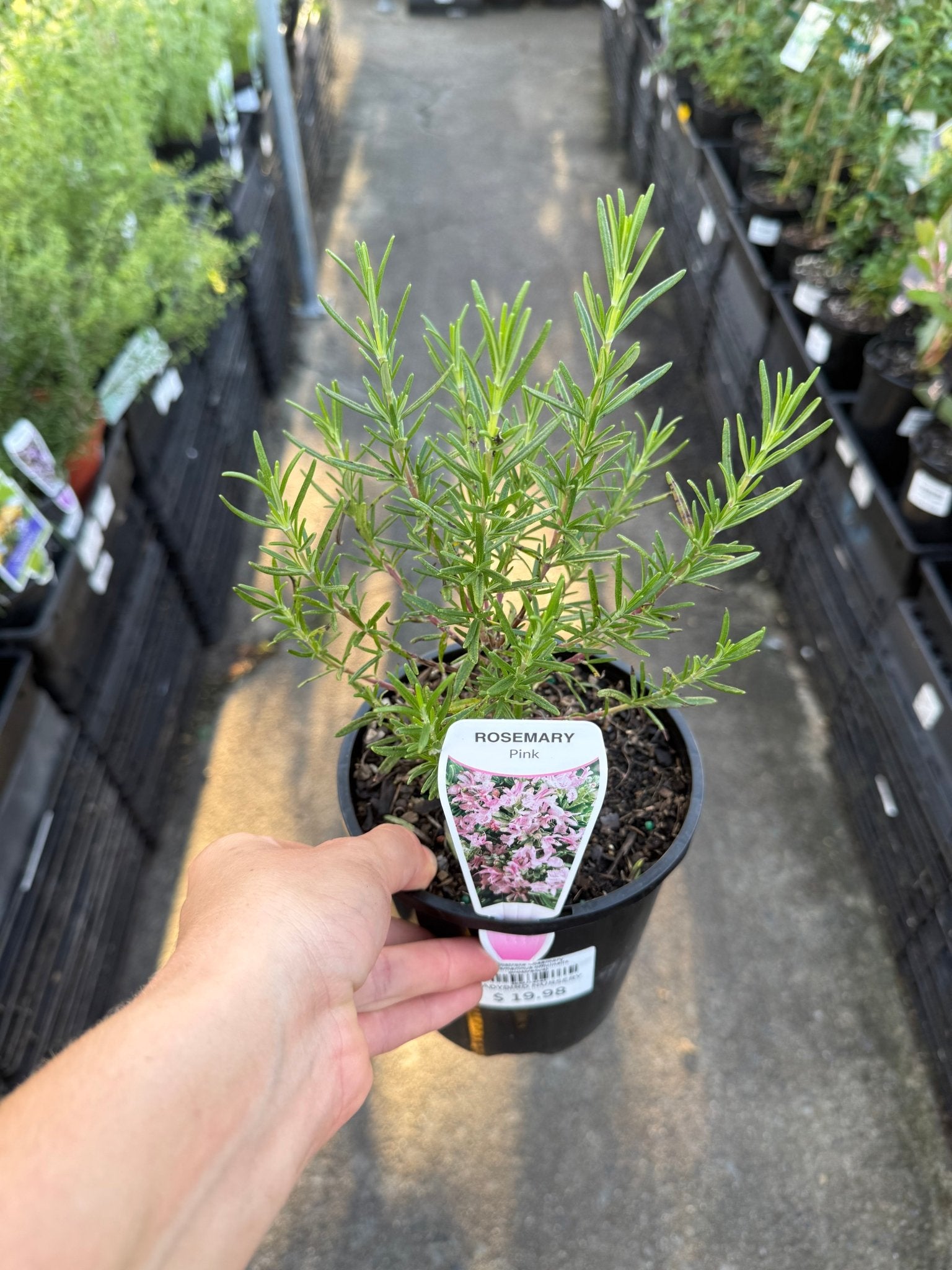 Rosemary 'Portuguese Pink' - Ladybird Nursery