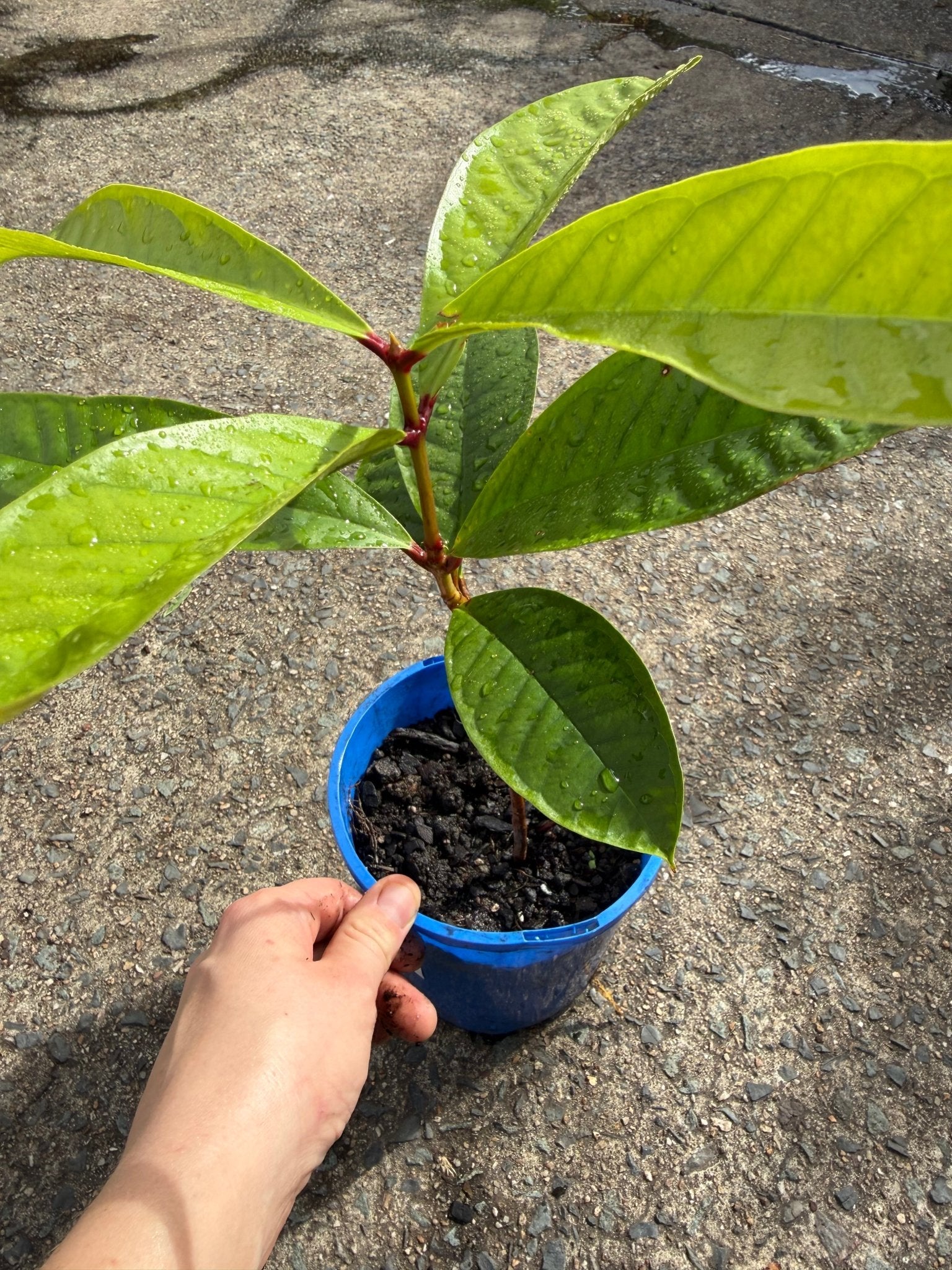 Malay Apple Fruit Tree - Ladybird Nursery