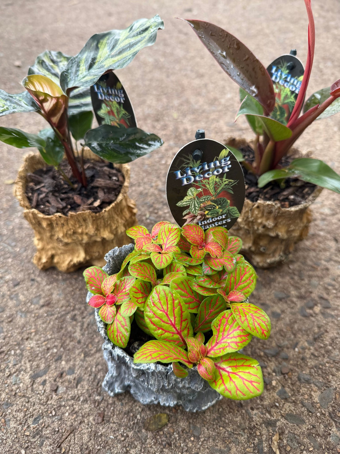 Single Planted Log Planter (Assorted Indoor Plant) - Ladybird Nursery