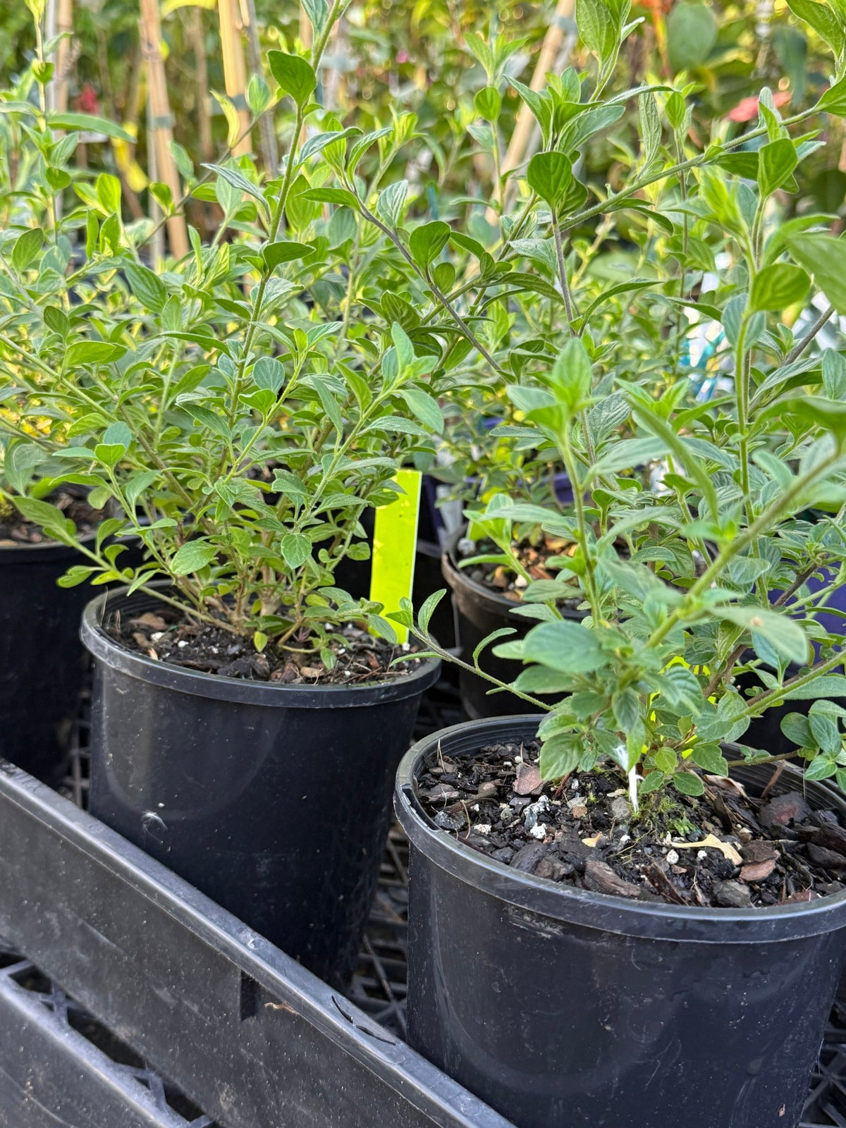 Marmalade Bush 'Ginger Meggs' (Streptosolen jamesonii) - Ladybird Nursery
