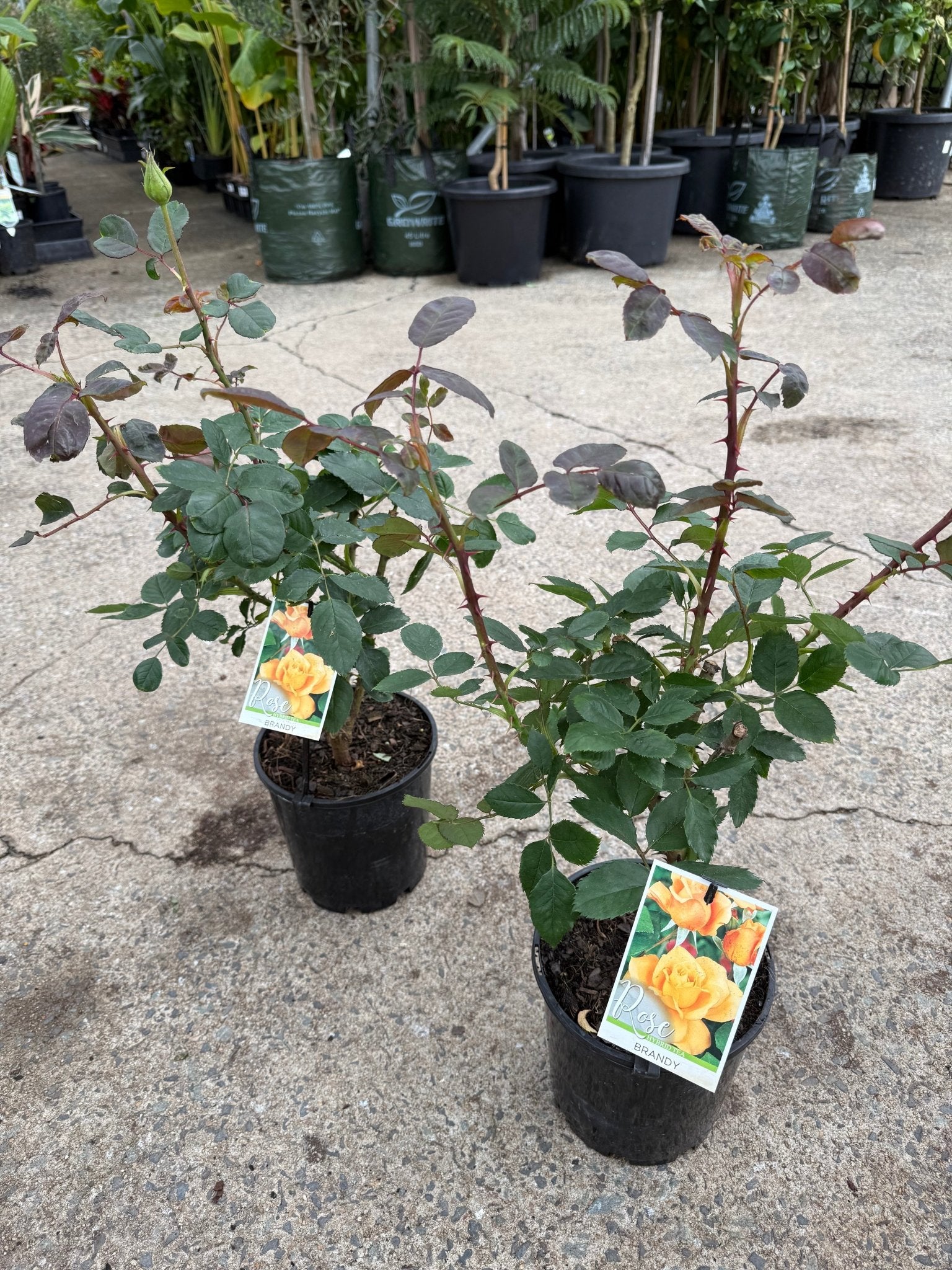 Rose 'Brandy' - Ladybird Nursery