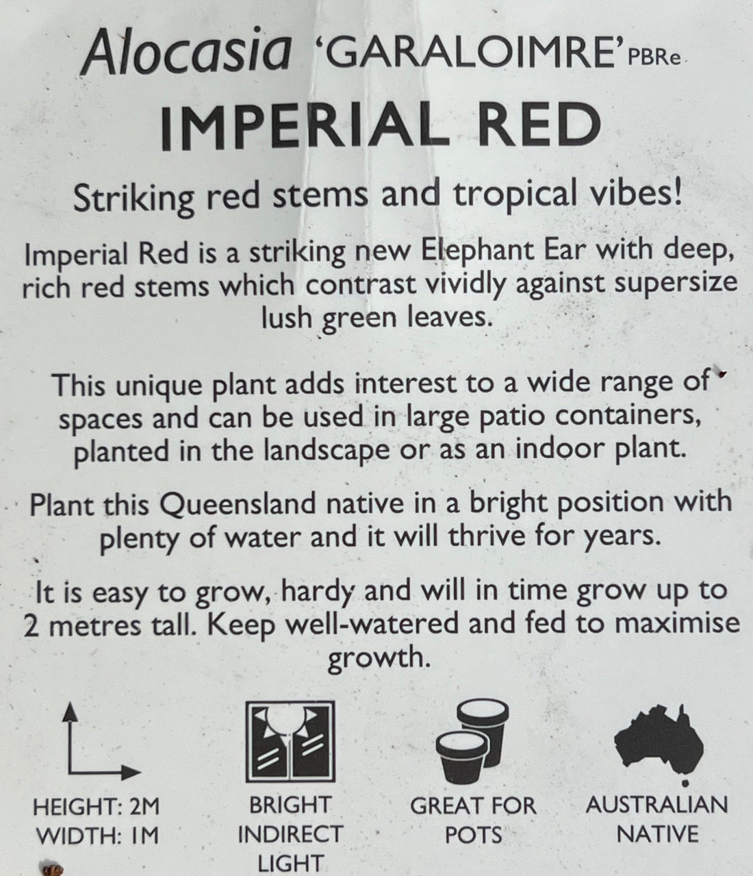 Philodendron 'Imperial Red' - Large - Ladybird Nursery