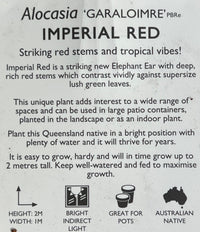 Philodendron 'Imperial Red' - Large - Ladybird Nursery