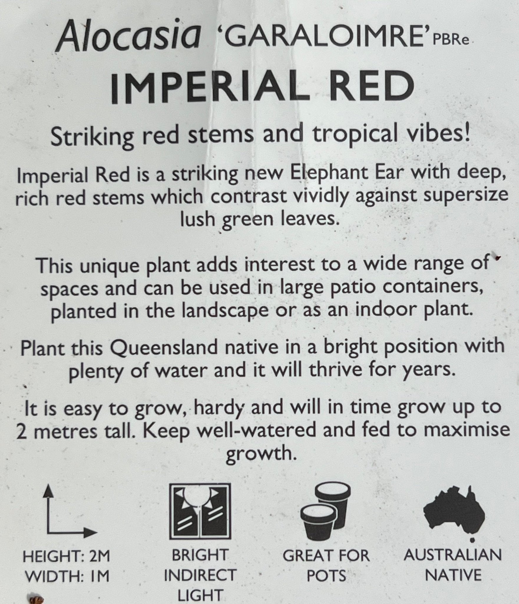 Philodendron 'Imperial Red' - Large - Ladybird Nursery