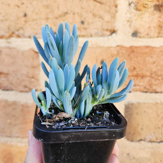 Blue Chalksticks (Senecio mandraliscae)