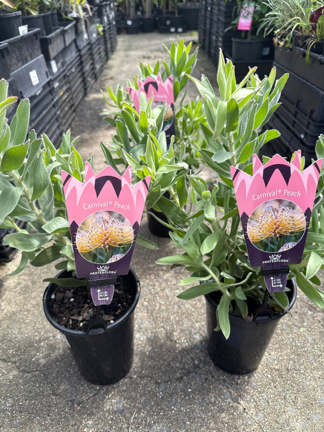 Leucospermum 'Carnival Peach' - Ladybird Nursery