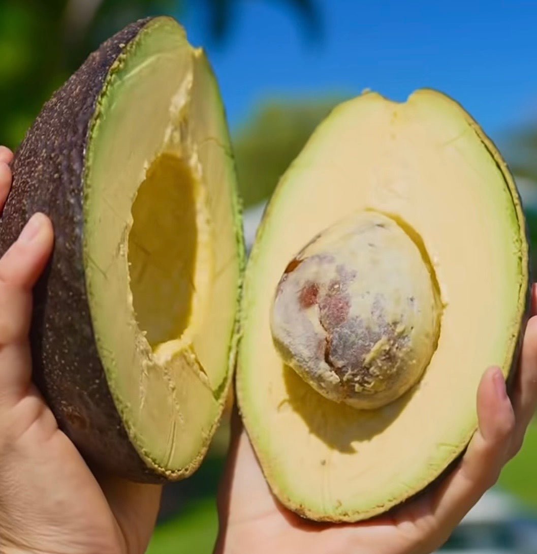 Avocado 'Linda' (B) - Medium - Ladybird Nursery
