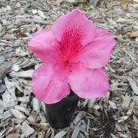 Azalea Carnival Fanfare