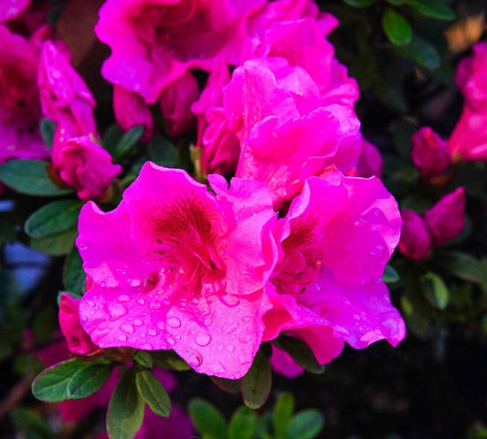 Azalea Carnival Fanfare