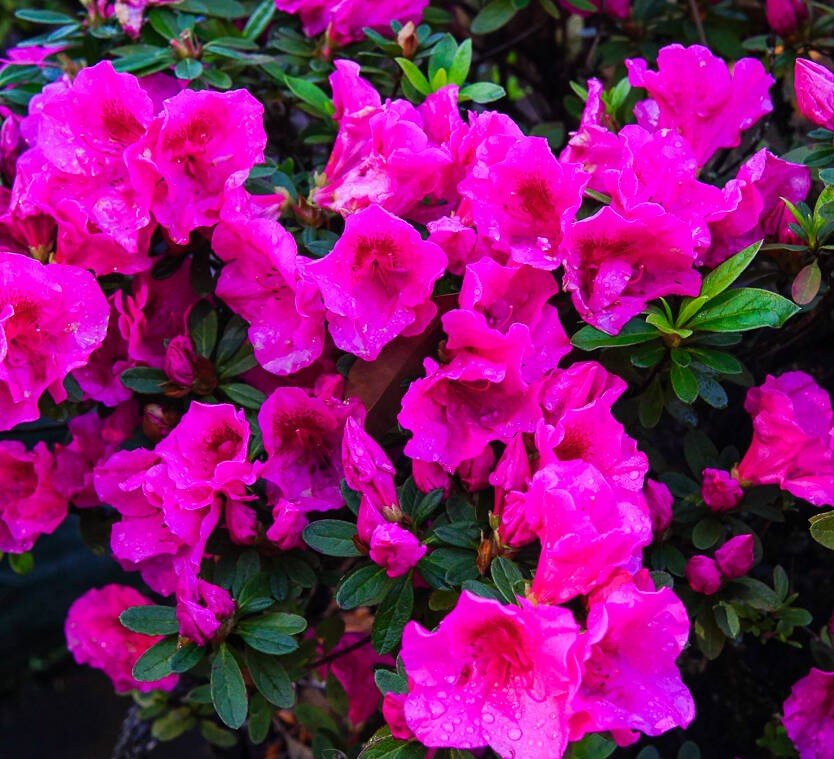 Azalea Carnival Fanfare - Ladybird Nursery