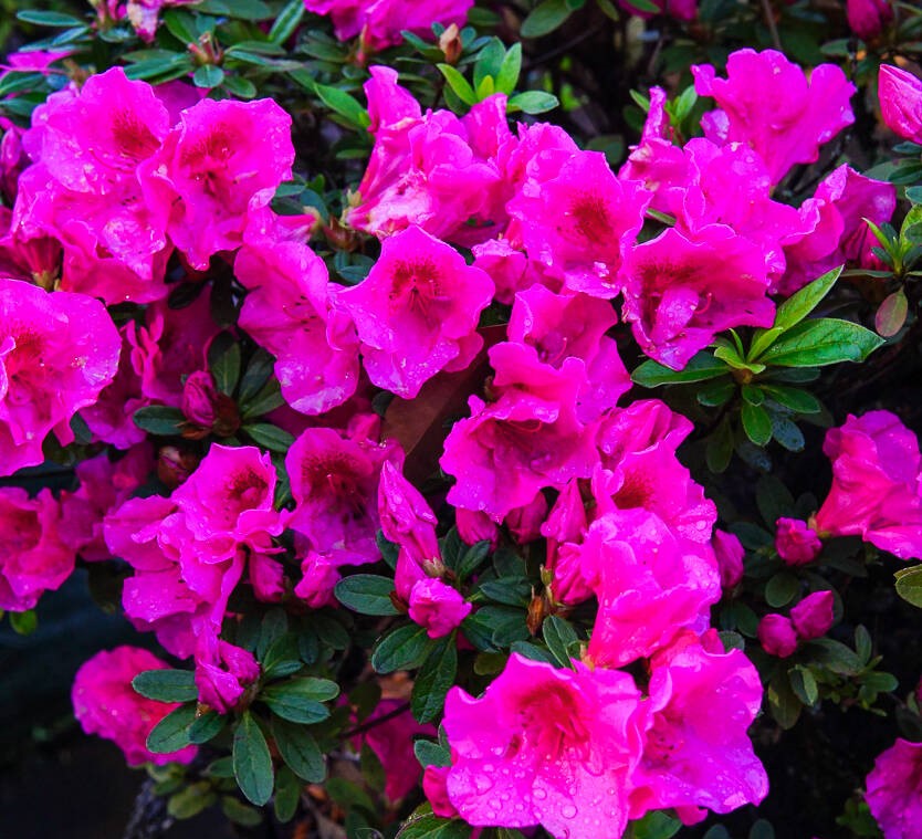 Azalea Carnival Fanfare