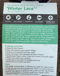 Lavender 'Winter Lace' - Ladybird Nursery