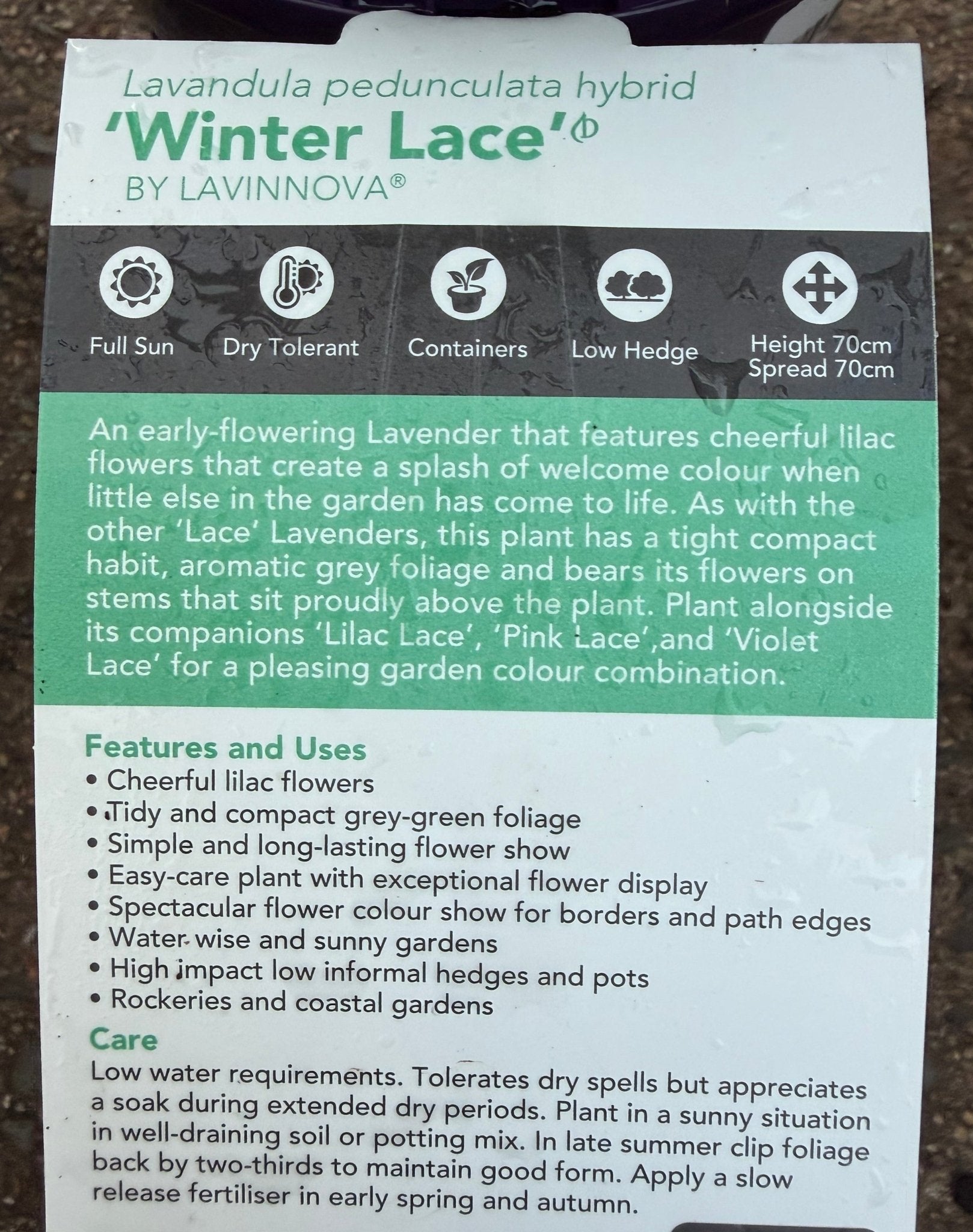 Lavender 'Winter Lace' - Ladybird Nursery