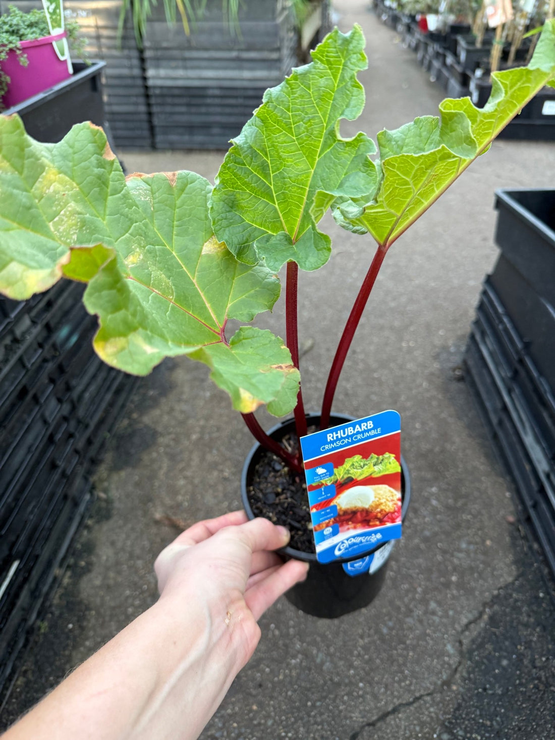 Rhubarb 'Crimson Crumble' (Rheum x hybridum) - Ladybird Nursery