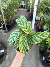 Prayer Plant 'Freddy' (Calathea concinna) - Ladybird Nursery