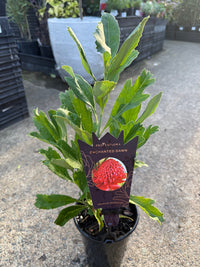 Waratah 'Enchanted Dawn' (Telopea) - Ladybird Nursery