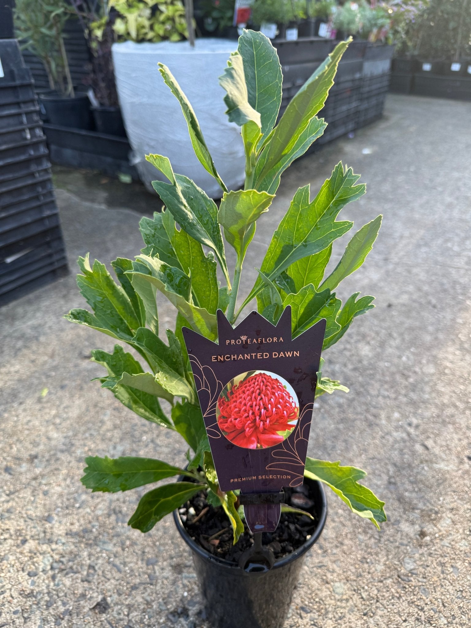 Waratah 'Enchanted Dawn' (Telopea) - Ladybird Nursery