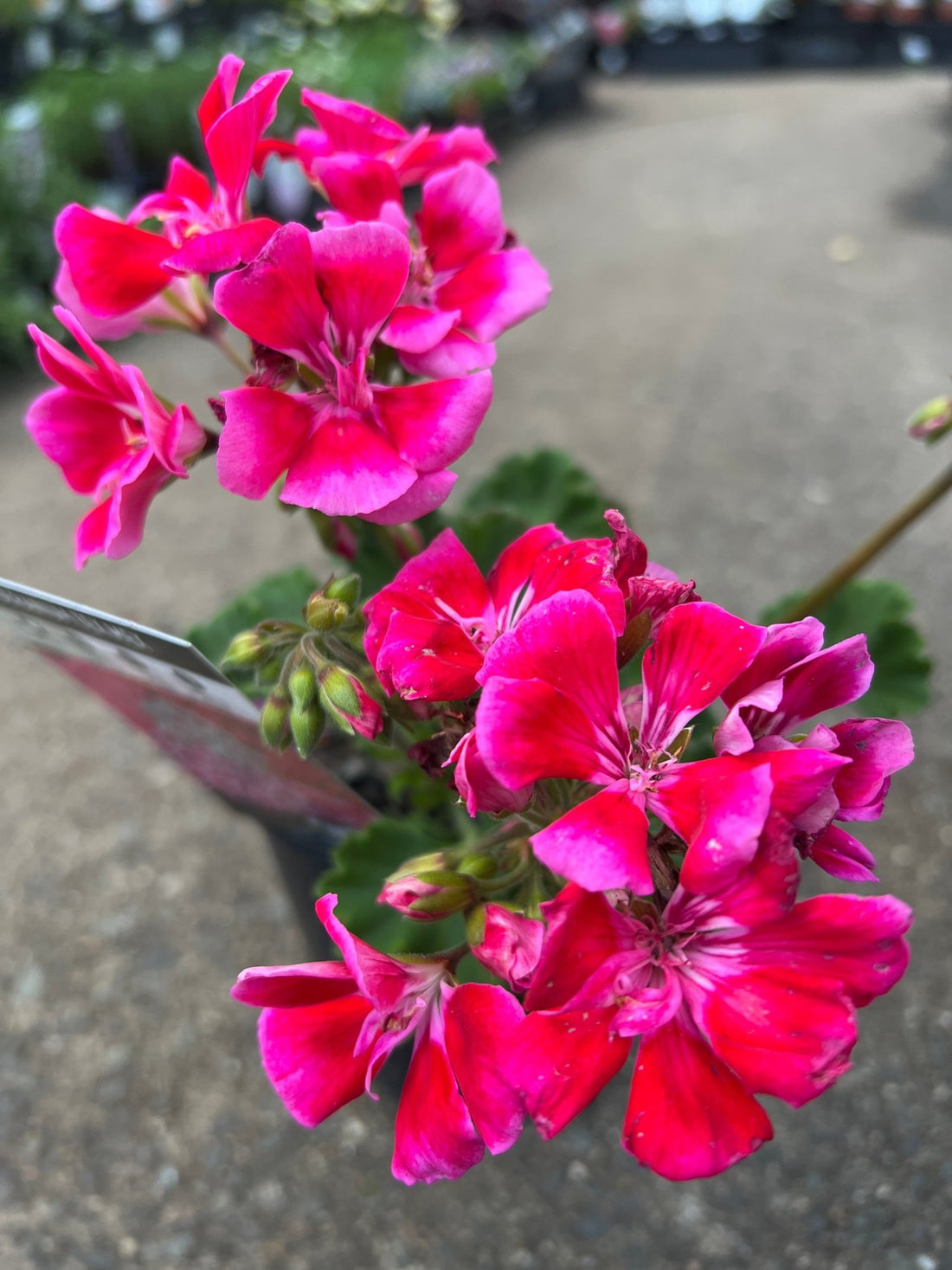 Geranium Tex Mex 'Pink' - Ladybird Nursery
