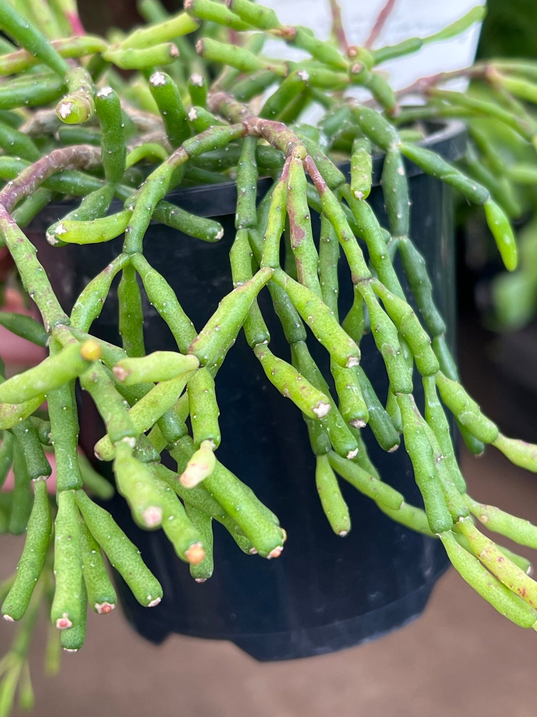 Rhipsalis (Clavata) - Ladybird Nursery